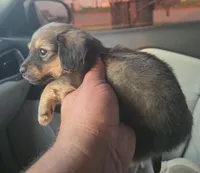 Winston, a male Miniature Dachshund for sale in Dallas, TX – Photo 2 of 5