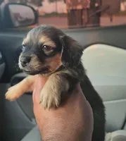 Winston, a male Miniature Dachshund for sale in Dallas, TX – Photo 3 of 5