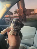 Winston, a male Miniature Dachshund for sale in Dallas, TX – Photo 5 of 5