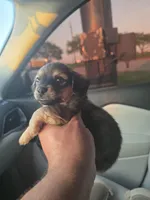 Winston, a male Miniature Dachshund for sale in Dallas, TX – Photo 4 of 5