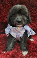 Pinky , a female Maltipoo for sale in Fontana, CA – 2 of 2