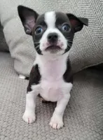 Lucky, a male Chihuahua for sale in Dallas, TX – 3 of 4