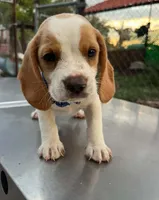 Benji LEMON BEAGLE, a male Beagle for sale in Fontana, CA – 2 of 3