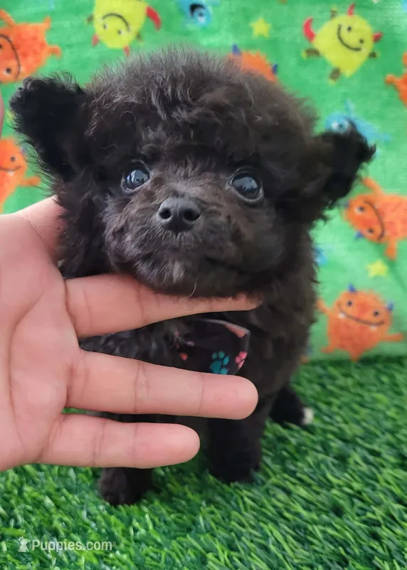 Max  – Pomeranian puppy for sale in Dallas, TX