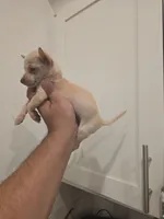 Lil lucy, a female Chihuahua for sale in Moreno Valley, CA – 7 of 10