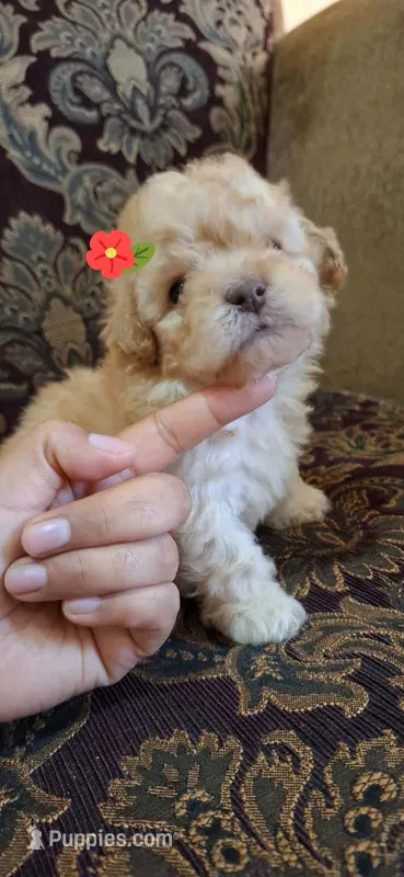 APRICOT MOLLY – Poodle - Toy , Poodle - Miniature  puppy for sale in Dallas, TX