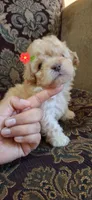 APRICOT MOLLY, a female Poodle - Toy  and Poodle - Miniature  for sale in Dallas, TX – 1 of 1