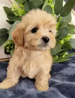 Max , a male Maltipoo for sale in Garland, TX – 5 of 5