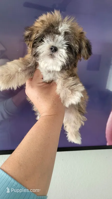 Lucy – Shih Tzu puppy on hold in Fontana, CA