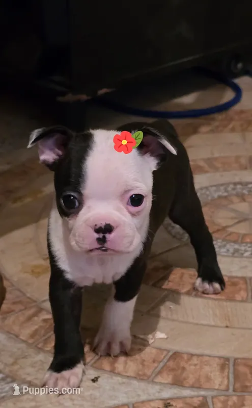 Molly – Boston Terrier puppy for sale in Dallas, TX