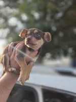 Winston, a male Chihuahua for sale in Dallas, TX – 5 of 10