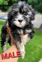 Shadow, a male Maltipoo for sale in Fontana, CA – 3 of 5