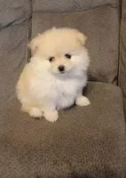 BEAR FACE BELLA, a female Pomeranian for sale in Modesto, CA – 4 of 4