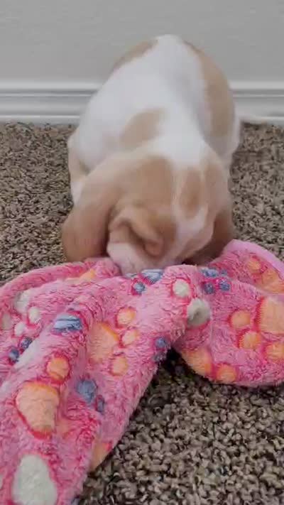 SASSY, a female Basset Hound for sale in Dallas, TX – 6 of 6