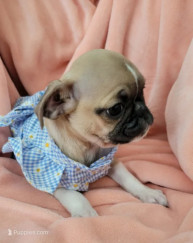 Molly – Pug puppy for sale in Elizabeth, NJ