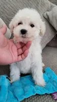 Benji, a male Maltipoo for sale in Rockwall, TX – 4 of 4