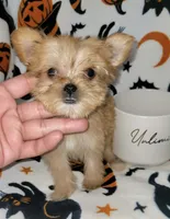 LIL TEACUP MORKIE 1, a male Morkie for sale in Moreno Valley, CA – 5 of 9