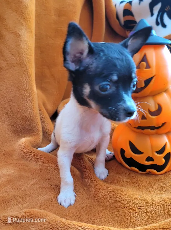 TEACUP BANDIT – Chihuahua puppy for sale in Fontana, CA