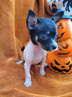 TEACUP BANDIT( DELIVERY AVAILABLE ), a male Chihuahua for sale in Arlington, TX – 1 of 6