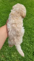 TEACUP TINY TIM, a male Poodle - Toy  for sale in Fontana, CA – 3 of 6