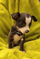 LIL TEACUP YOGI, a male Chihuahua for sale in Garland, TX – 2 of 6