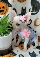 TEACUP PAM , a female Chihuahua for sale in Fontana, CA – 3 of 5