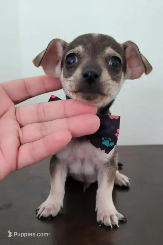 Tommy  – Chihuahua puppy for sale in Dallas, TX