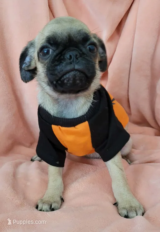 LIL OTIS – Pug puppy for sale in Elizabeth, NJ