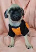 LIL OTIS, a male Pug for sale in Elizabeth, NJ – 1 of 6