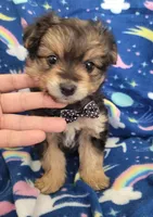 Benji, a male Pomapoo and Yorkipoo for sale in Dallas, TX – 2 of 8