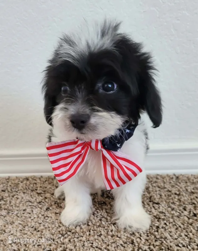 Winston – Maltipoo puppy for sale in Dallas, TX
