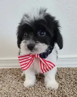 Winston, a male Maltipoo for sale in Dallas, TX – 1 of 2