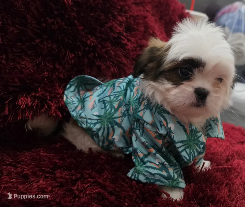 SHIHTZU COCO – Shih Tzu puppy for sale in Fontana, CA