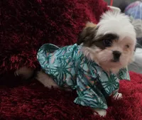 SHIHTZU COCO, a male Shih Tzu for sale in Albuquerque, NM – 1 of 8
