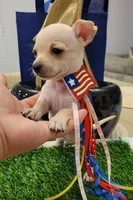 TAQUITO , a male Chihuahua for sale in Dallas, TX – 4 of 8