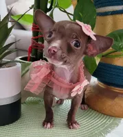 LIL TEACUP MITZI, a female Chihuahua for sale in Katy, TX – 9 of 10