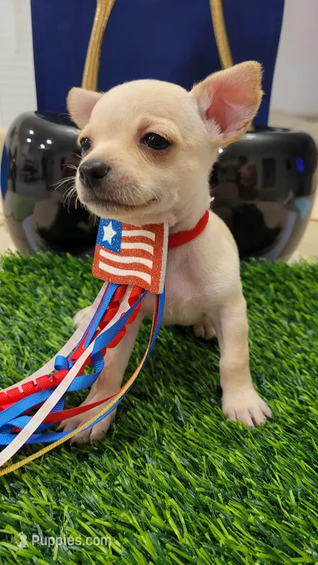 TAQUITO  – Chihuahua puppy for sale in Dallas, TX