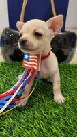 TAQUITO , a male Chihuahua for sale in Dallas, TX – 1 of 8
