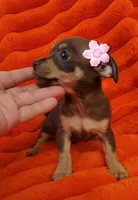 Mitzi, a female Chihuahua for sale in Garland, TX – Photo 2 of 2