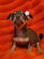 Mitzi, a female Chihuahua for sale in Garland, TX – Photo 1 of 2