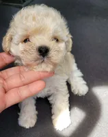 RITA, a female Poodle - Toy  for sale in Dallas, TX – 2 of 2