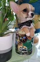 LIL TEACUP BANDIT, a male Chihuahua for sale in Katy, TX – 7 of 10