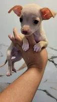 LIL TEACUP GUERA, a female Chihuahua for sale in Fontana, CA – 1 of 5