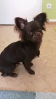 LONGHAIRED ZELDA , a female Chihuahua for sale in Dallas, TX – 7 of 8