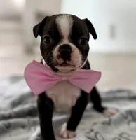 Lulu, a female Boston Terrier for sale in Naples, FL – 5 of 9