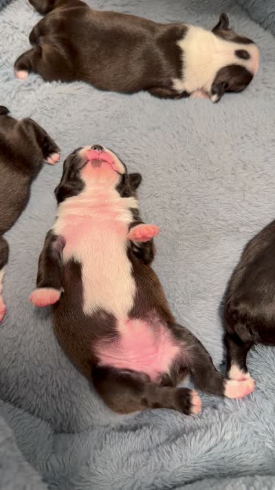 Lulu, a female Boston Terrier for sale in Naples, FL – 9 of 9
