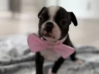 Lulu, a female Boston Terrier for sale in Naples, FL – 7 of 9