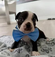 Dani, a male Boston Terrier for sale in Naples, FL – 2 of 6