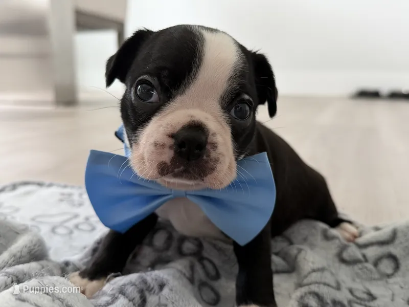 Dani – Boston Terrier puppy for sale in Naples, FL