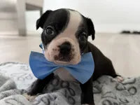 Dani, a male Boston Terrier for sale in Naples, FL – 1 of 6